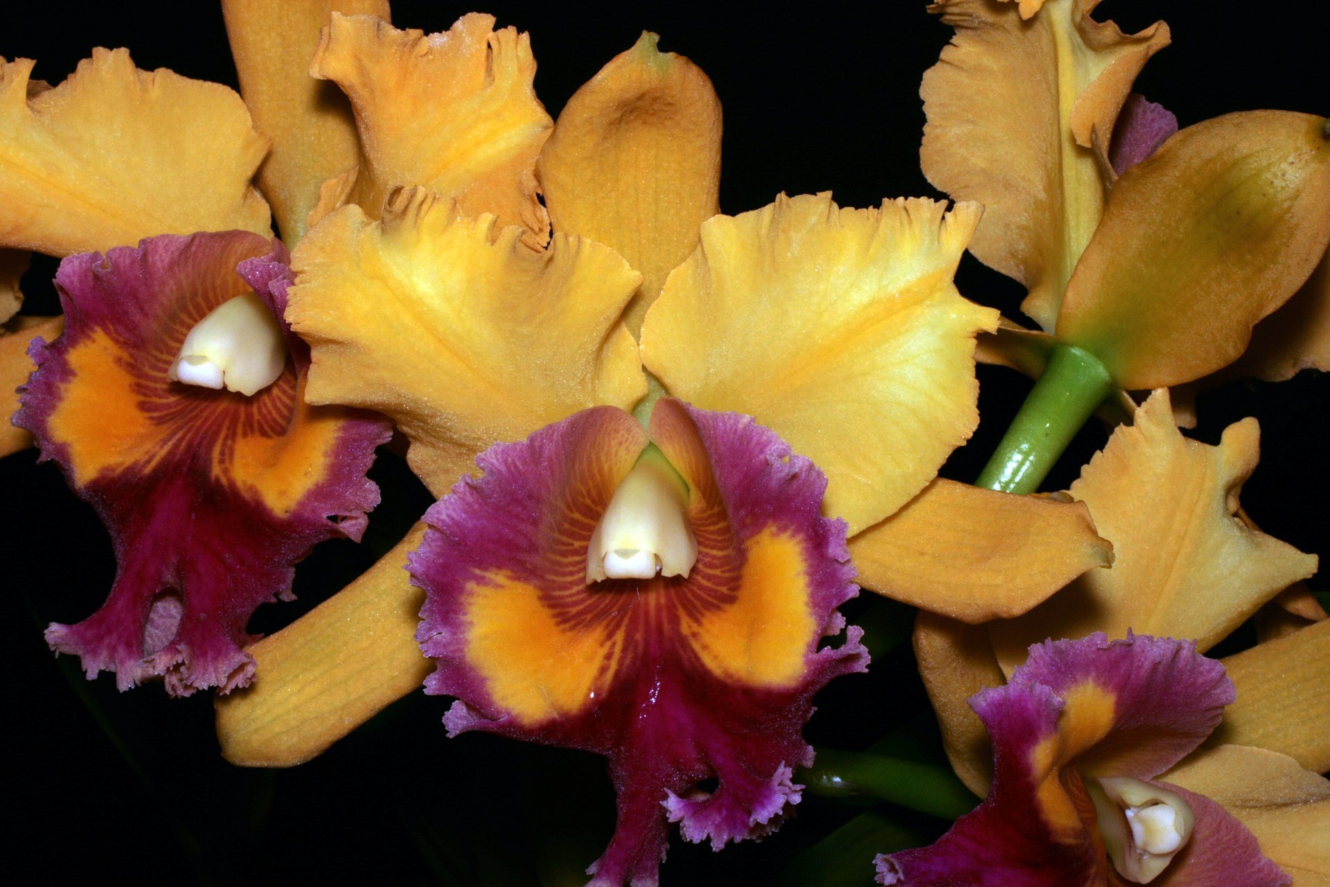 Cattleya Thomp Chai Orchideenverein Bern