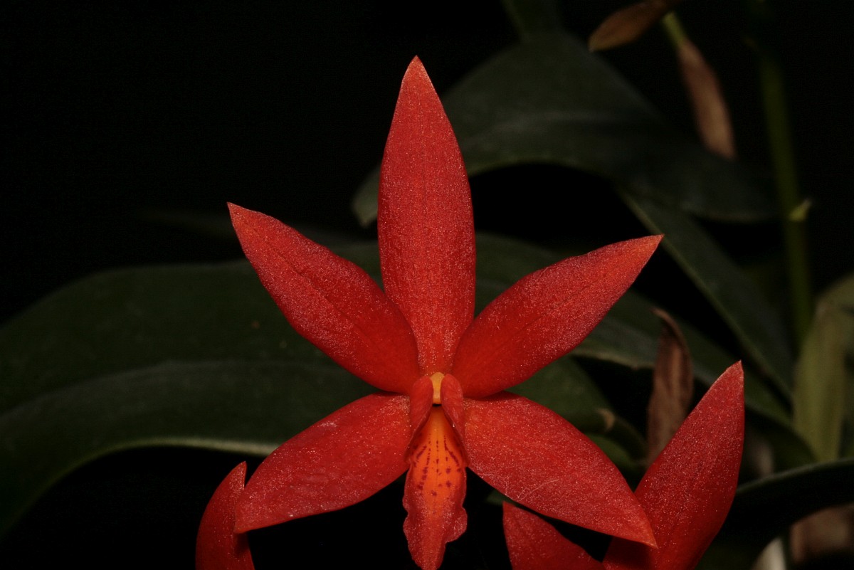 Laelia Cattleya Rojo Orchideenverein Bern