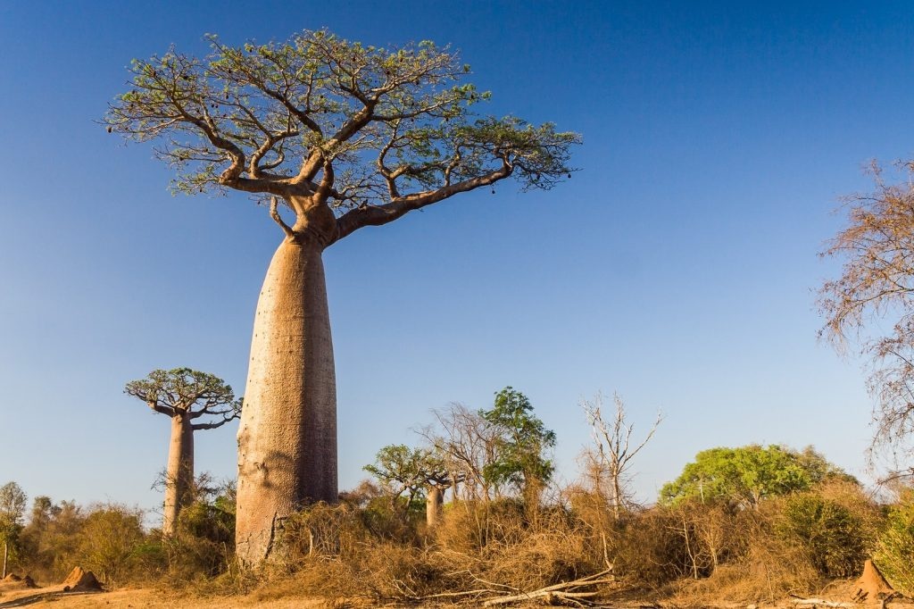 baobab-madagaskar-12826667-orchideenverein-bern